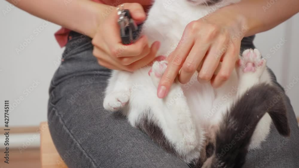 The cat was placed on his lap and cut the claws with special wire cutters The cat was placed on his lap and cut the claws with special wire cutters