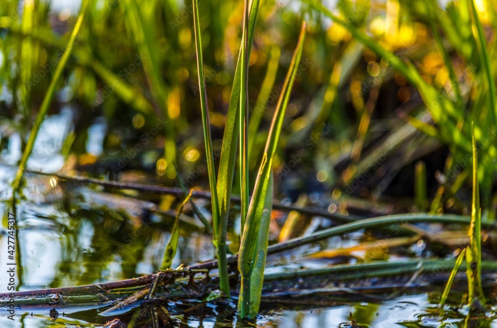 Grass on the water