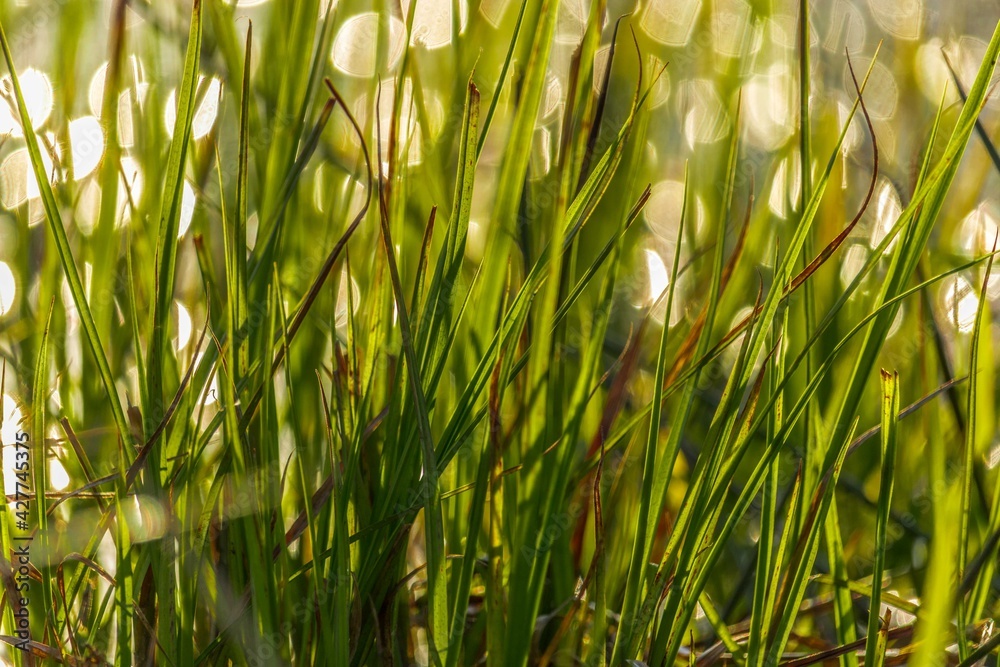 Gras and ray of the sun