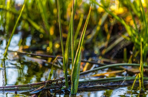 Obraz na płótnie Grass on the water w salonie