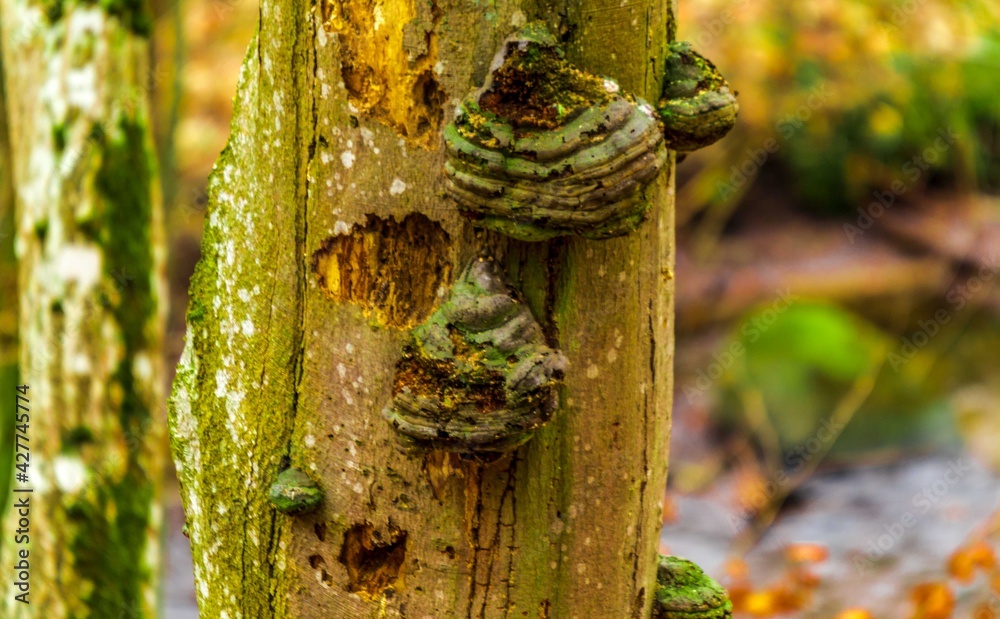 Tree and hub