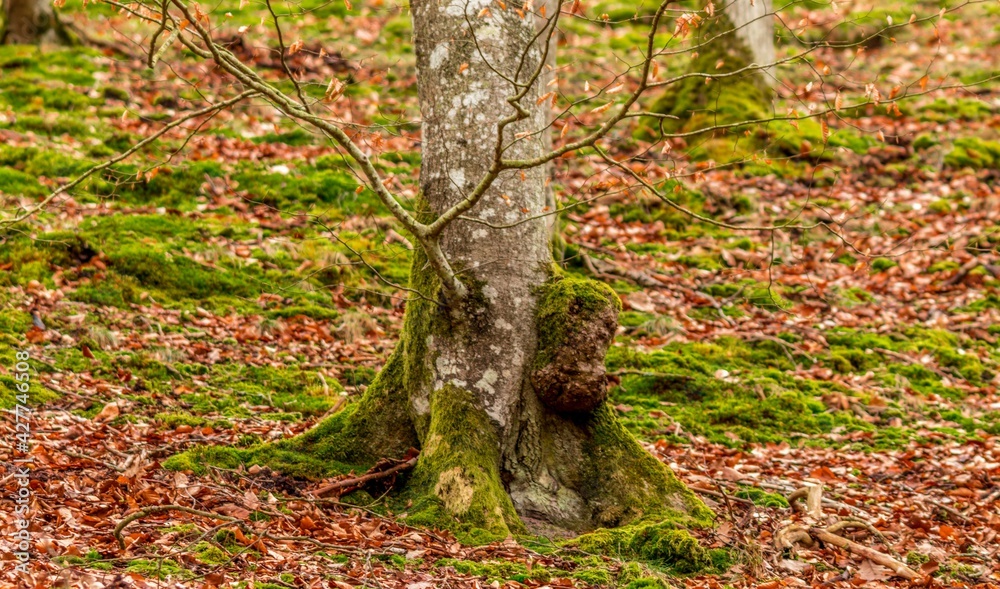 Tree buk