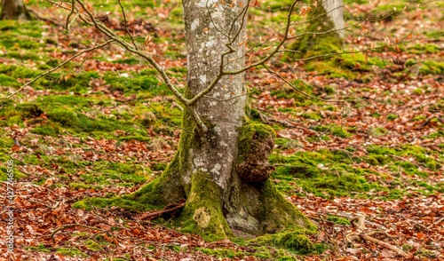 Obraz na płótnie Tree buk w salonie