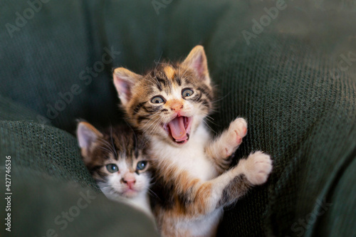 Photography A newborn stray cat kitten