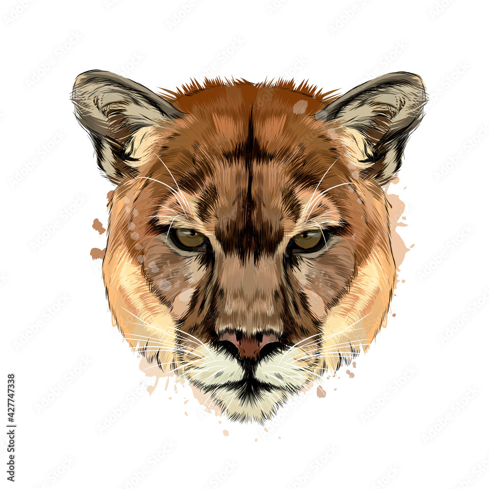 Puma, cougar head portrait from a splash of watercolor, colored drawing,  realistic. Vector illustration of paints Stock ベクター | Adobe Stock