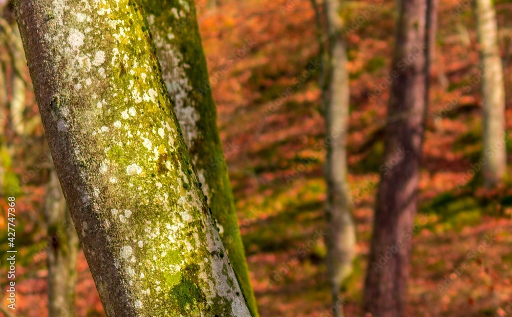 Forest beech