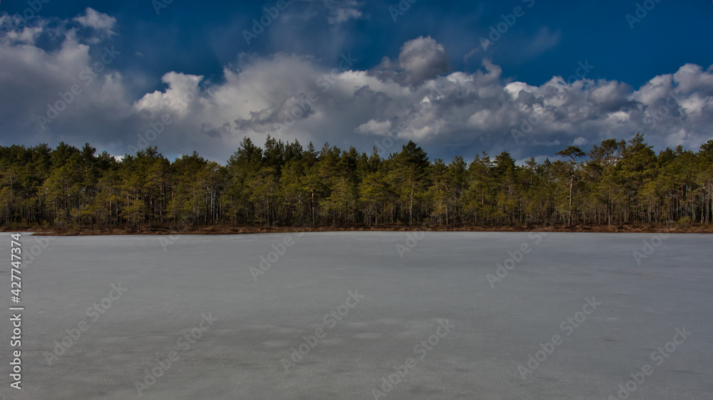 In the landscape there is a pine forest on the banks of a frozen swamp on a sunny spring day under a picturesque cloudy sky.