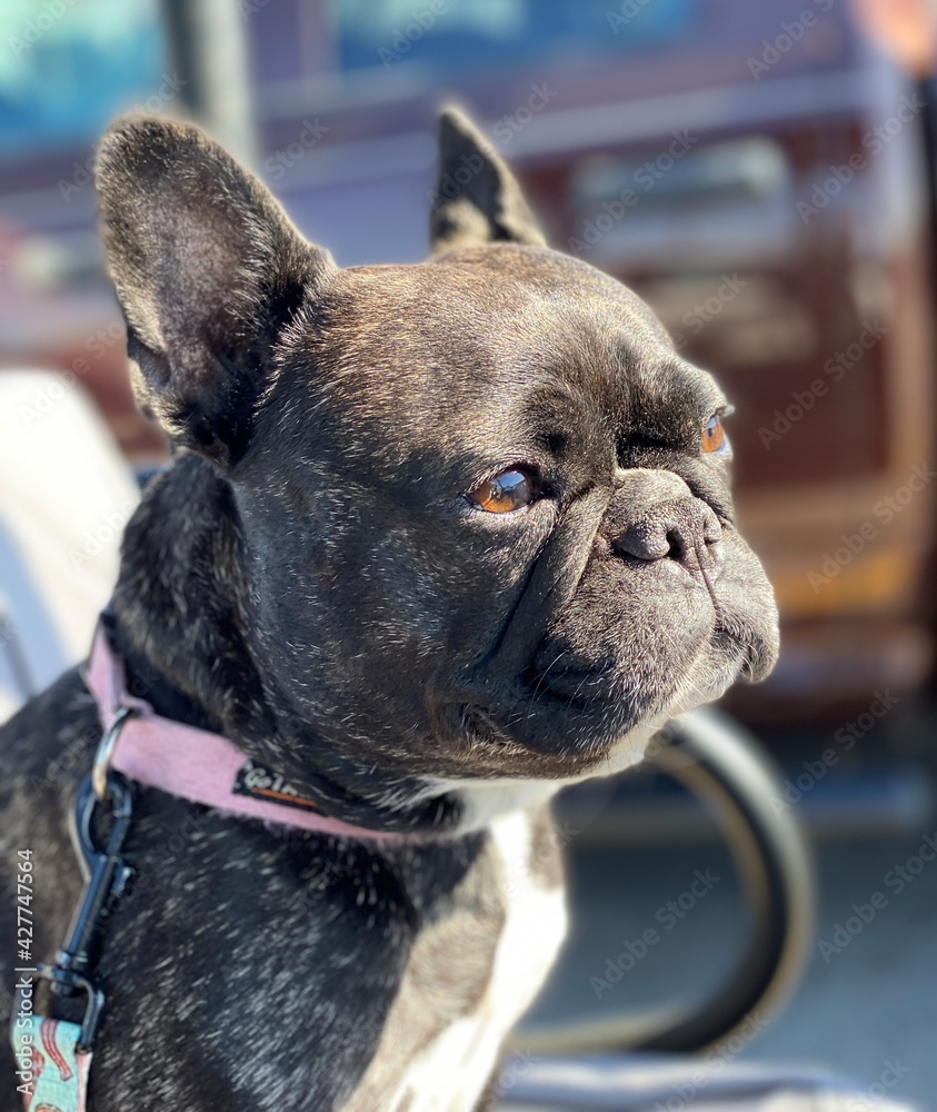 french bulldog portrait