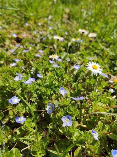 Wallpaper Mural flowers in the field - by juma Torontodigital.ca