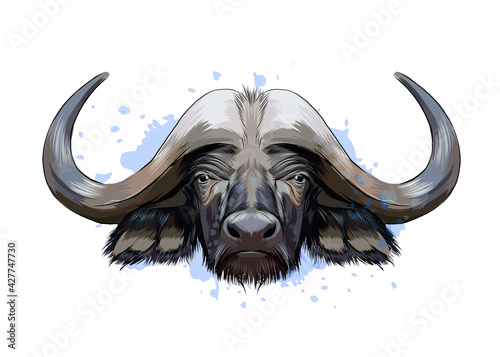 Bison, buffalo head portrait from a splash of watercolor, colored drawing, realistic. Vector illustration of paints
