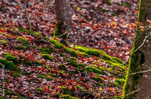 Obraz na płótnie Forest tree moss w salonie