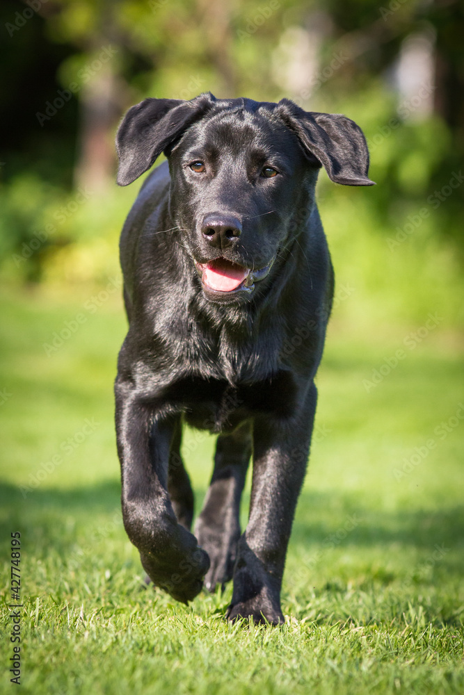 Detailed portrait of a Labrador retriever puppy Detailed portrait of a Labrador retriever puppy