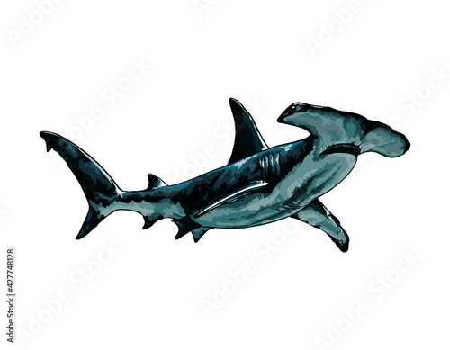 Hammerhead shark from a splash of watercolor, colored drawing, realistic. Vector illustration of paints