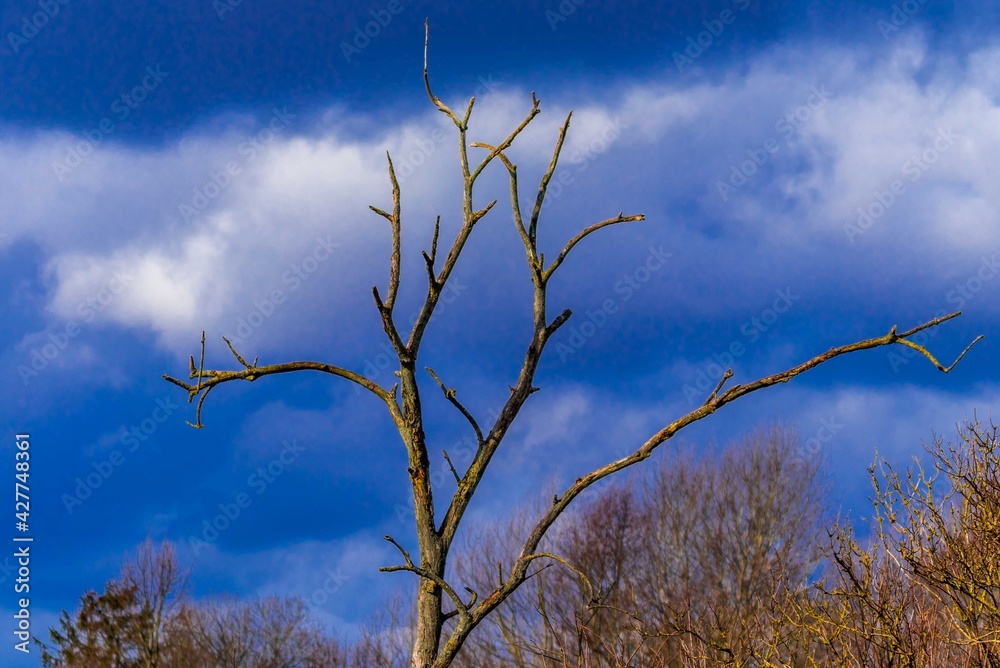 Alone Tree