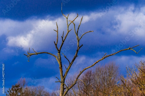 Obraz na płótnie Alone Tree w salonie