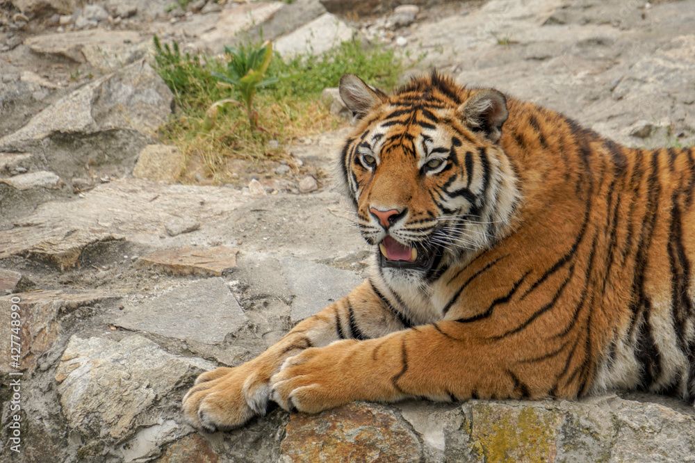 Obraz premium tiger in the wild