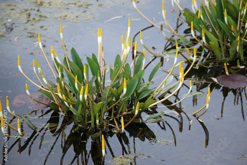 Golden club arum aquatic plant with flowers photo