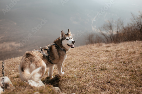 cute siberian husky dog standing on a hill in spring looking back happy