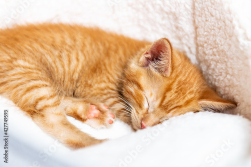 Fototapeta Naklejka Na Ścianę i Meble -  Cute ginger kitten sleeps