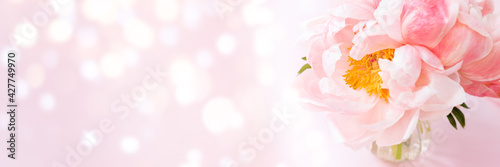 Beautiful Pink peony