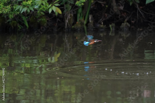 common kingfisher in the pond