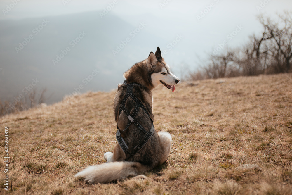 cute siberian husky dog sitting on a hill in spring looking back happy