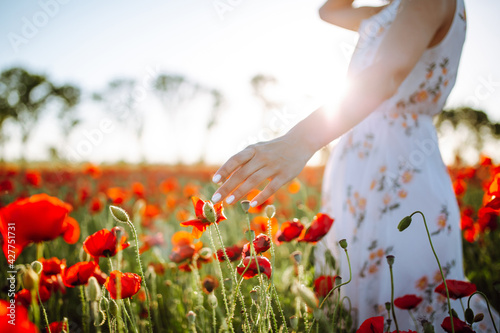Closeup of a young woman touching the red poppy flowers on the field. Girl wearing white dress touches poppies at the meadow. Spring and freedom atmosphere and vibe.