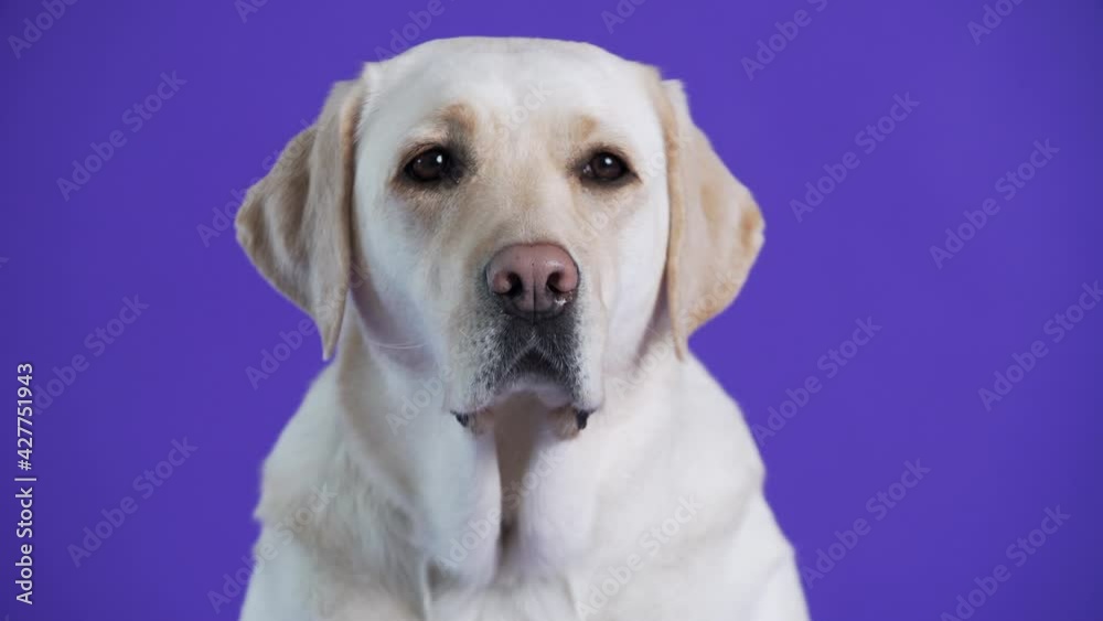 Portrait of cute golden retriever with brown eyes. Violet background Portrait of cute golden retriever with brown eyes. Violet background