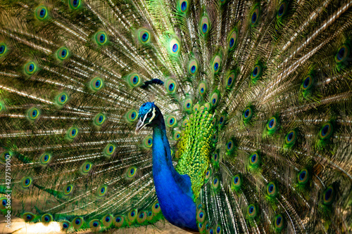 Beautiful peacock with colorful feathers. Captive animal of beautiful and vibrant colors.
