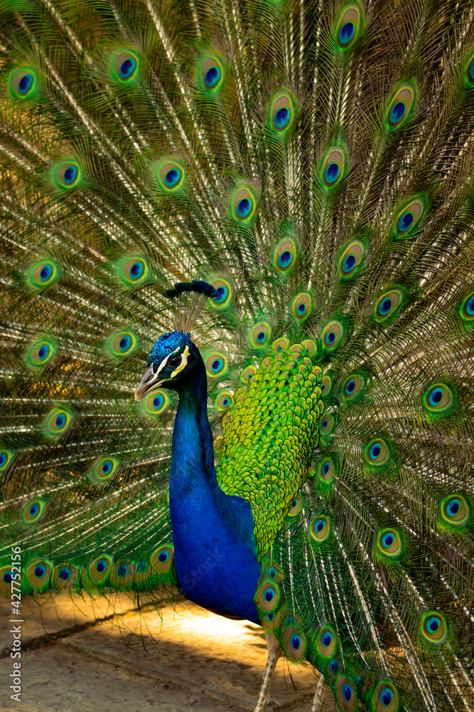 Fototapeta premium Beautiful peacock with colorful feathers. Captive animal of beautiful and vibrant colors.