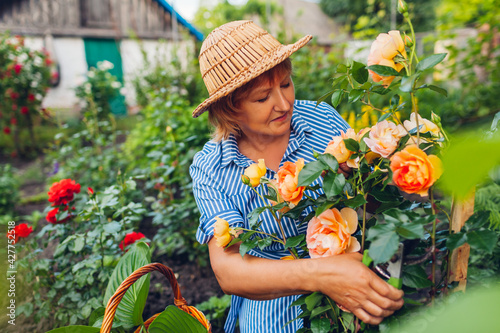 Εκτύπωση καμβά Senior woman gathering flowers in garden