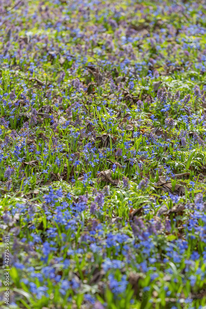 Uncultivated wild meadow with bright spring flowers and greenery