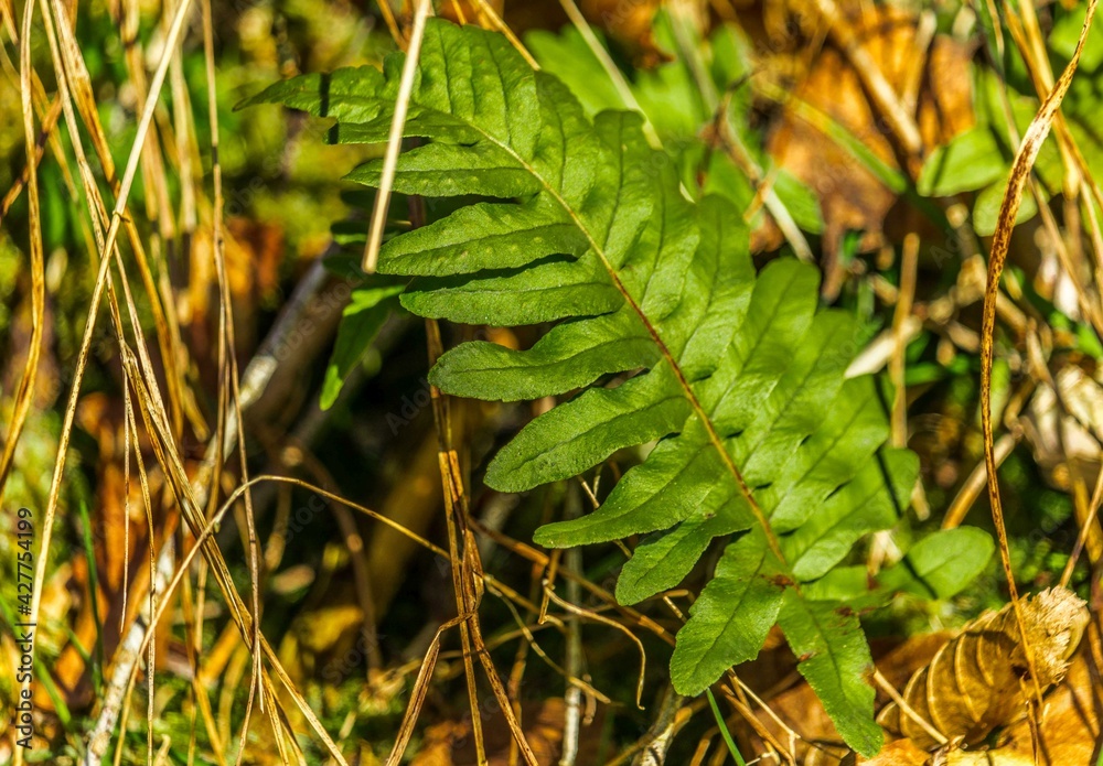 Fern Forest