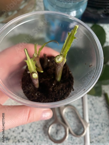 plant in hand