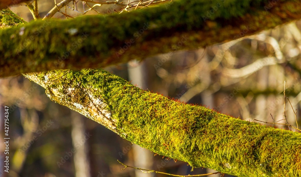 Forest moss