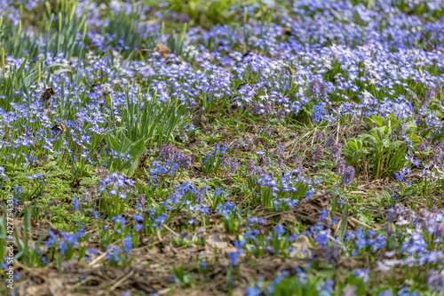 Uncultivated wild meadow with bright spring flowers and greenery