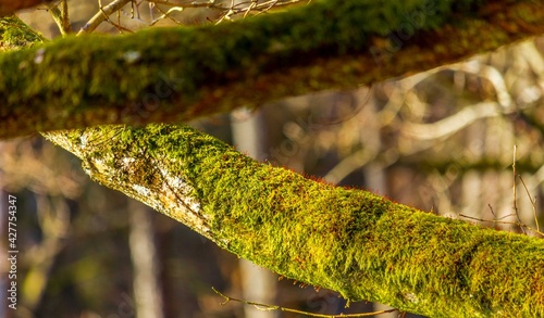 Obraz na płótnie Forest moss w salonie
