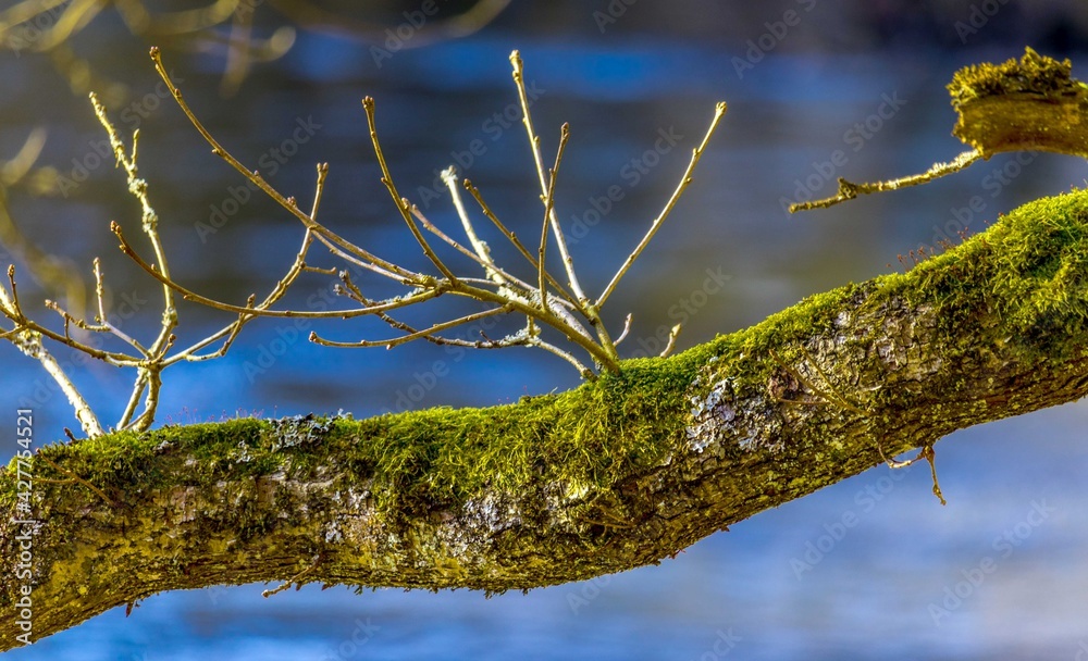 Forest moss