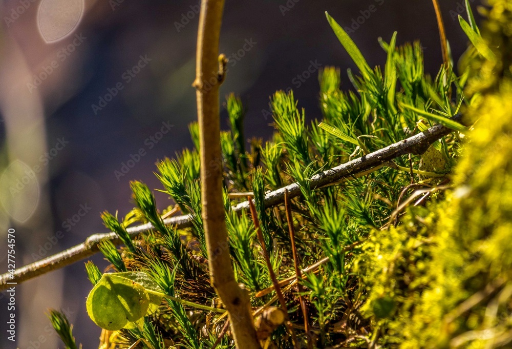 Forest moss