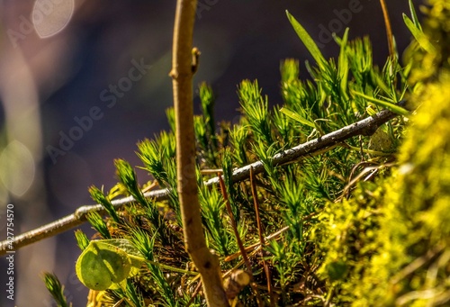 Obraz na płótnie Forest moss w salonie