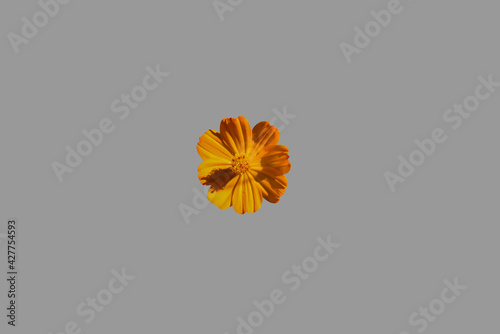 Orang cosmos flower top view close up, Iisolated on grey background with clipping path included photo