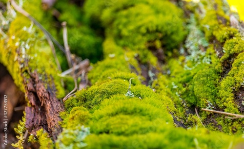 Obraz na płótnie Forest moss w salonie