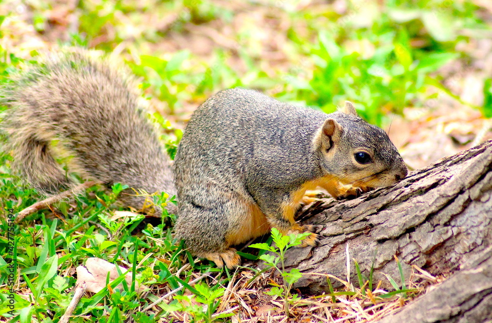 Curious Squirrel Looking at a Tree Curious Squirrel Looking at a Tree