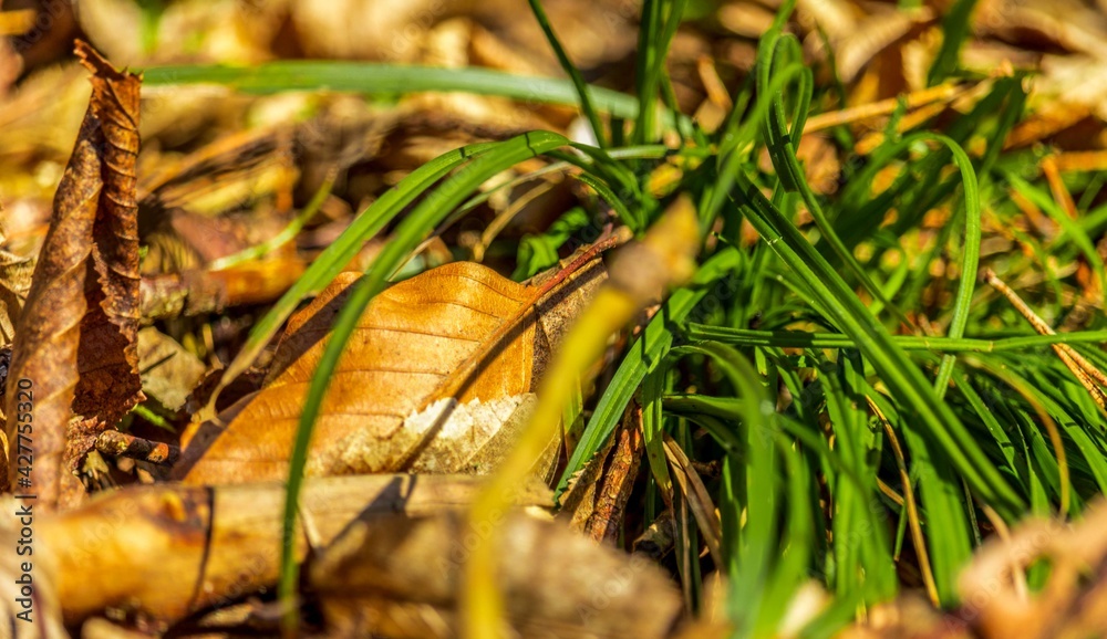 Grass in the Forest