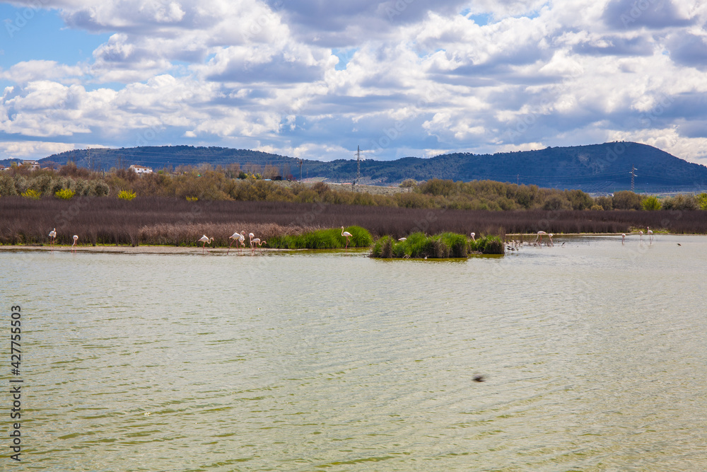 Flamingos in lagoon Fuente de Piedra. Picture taken 20.03.2021.
