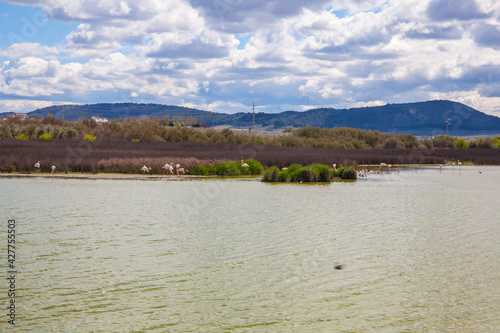 Flamingos in lagoon Fuente de Piedra. Picture taken 20.03.2021.