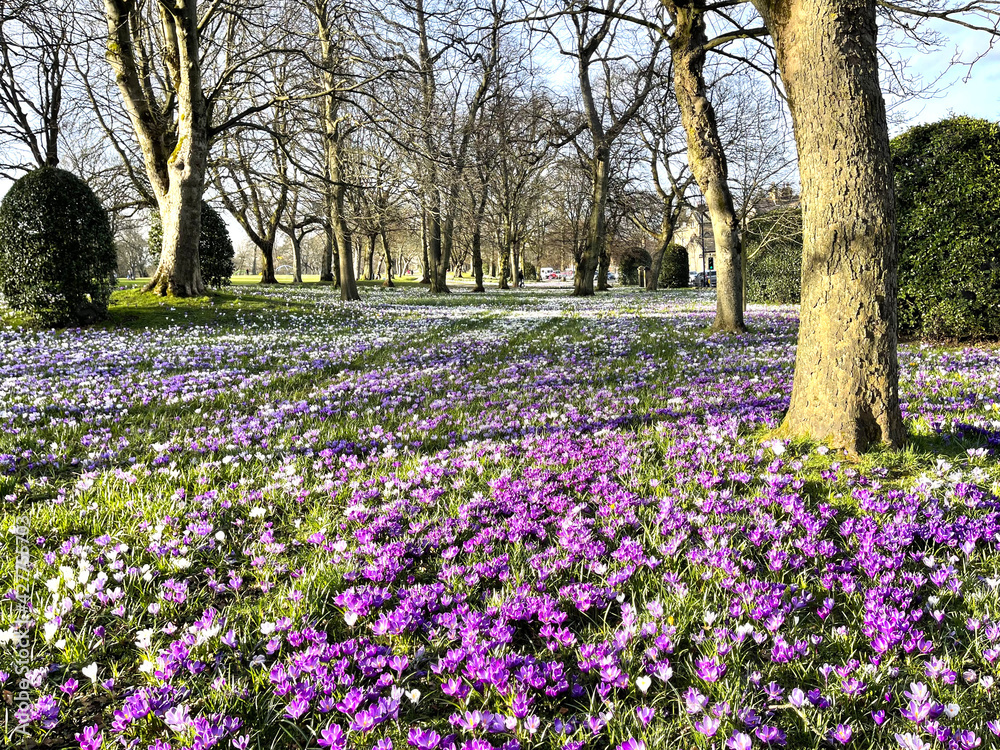Early spring, with old trees and flowers in, Lister Park, Bradford, UK