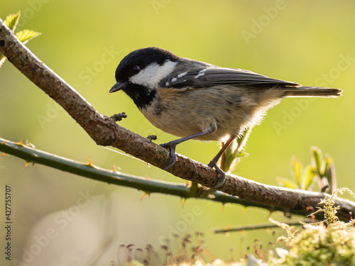 Coal tit on branch © Steve