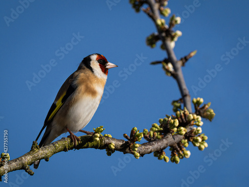 Goldfinch sits in morning sun