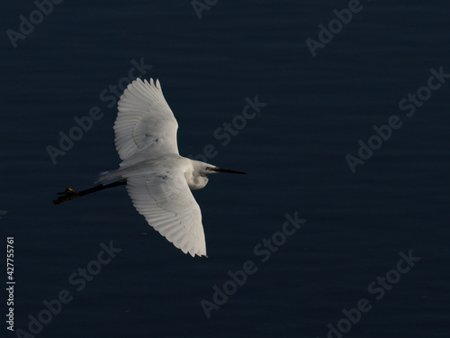 Little egret gliding over the water